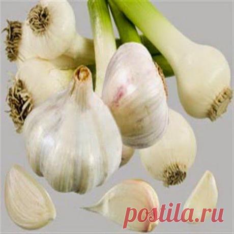 Целительный бальзам | Друг пенсионера
Хочу предложить рецепт бальзама, который повышает защитные силы организма и препятствует развитию различных новообразований, в том числе злокачественных.
