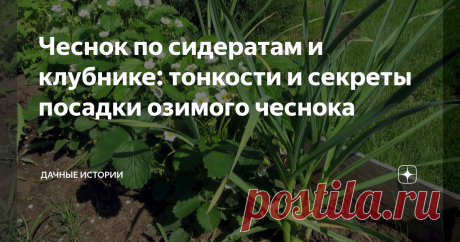 Чеснок по сидератам и клубнике: тонкости и секреты посадки озимого чеснока Добрый день, дорогие друзья, садоводы и огородники! Приветствую вас в нашем сообществе "Дачные истории". Посадка озимого чеснока — дело несложное. Достаточно подготовить грядки, наметить борозды, разложить в них зубчики и присыпать землей. Но у этого процесса есть масса нюансов, которые влияют в конечном итоге на качество чеснока и размер головок. Предшественники чеснока Урожай чеснока напрямую зави...