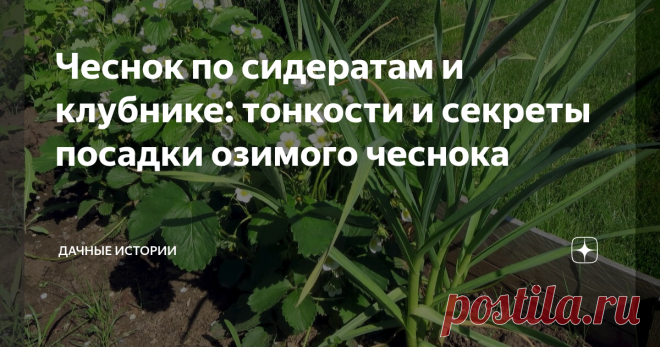 Чеснок по сидератам и клубнике: тонкости и секреты посадки озимого чеснока Добрый день, дорогие друзья, садоводы и огородники! Приветствую вас в нашем сообществе 