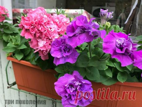 Много лет выращиваю петунию. Как получить красивый шар из цветов? Расскажу о главных ошибках
Записки пенсионерки… Один из самых моих любимых однолетних цветов — это петуния. Это потрясающе красивый цветок, особенно, когда растение пышное и создаётся красивый шар из цветков. Летом наш город украшают этими цветами, их можно найти на многих клумбах, и какая же красота получается. Добавьте описание...
Читай дальше на сайте. Жми подробнее ➡