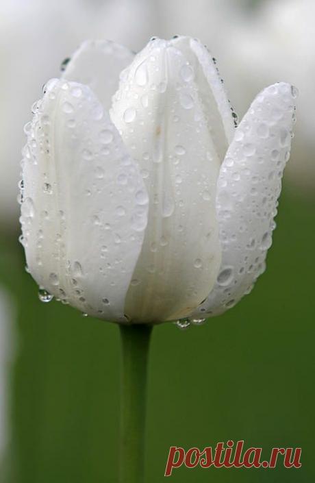 White Tulip Photograph by Juergen Roth