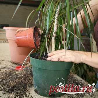 Осенняя пересадка комнатных растений Здесь имеет значение все: и осенний уход…