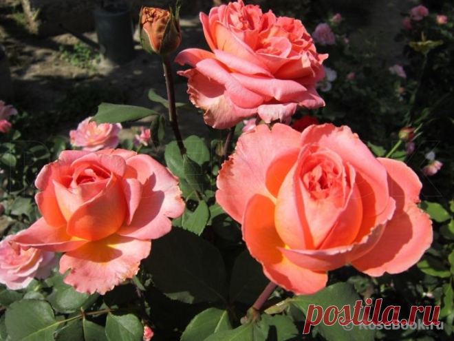 Галерея - Rene Goscinny (MEIfrypon) :: Энциклопедия роз