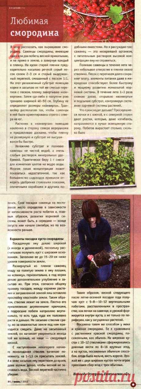 Любимая смородина

| клубника на зиму