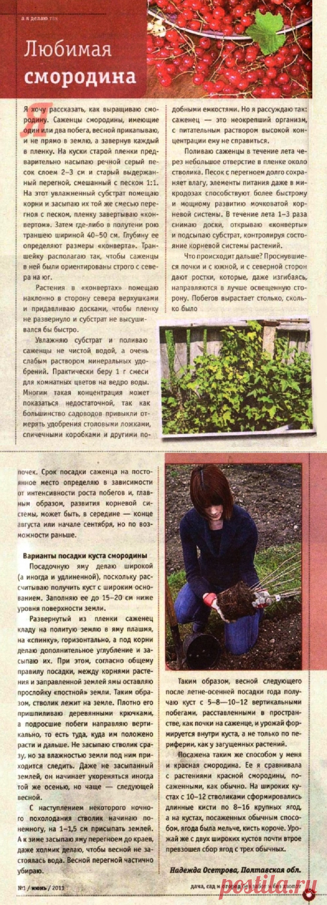Любимая смородина