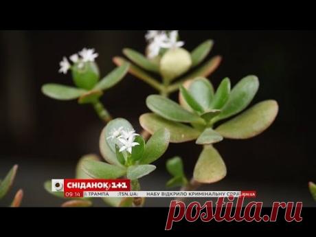 Толстянка: как вырастить денежное дерево на подоконнике