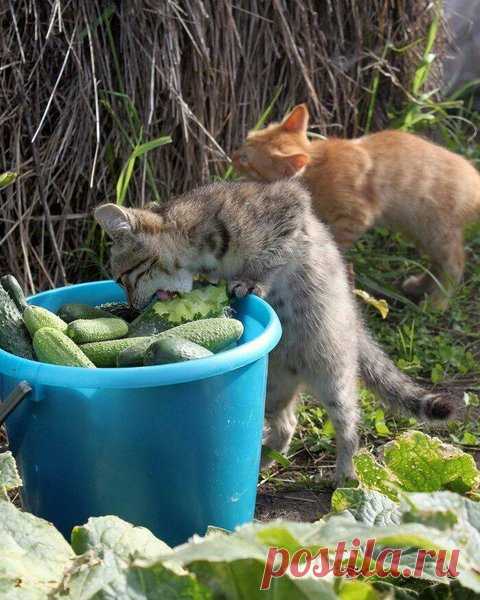 20 фото котов-дачников