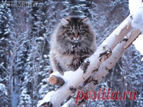 может я белка?