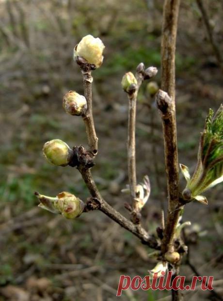 Одноклассники