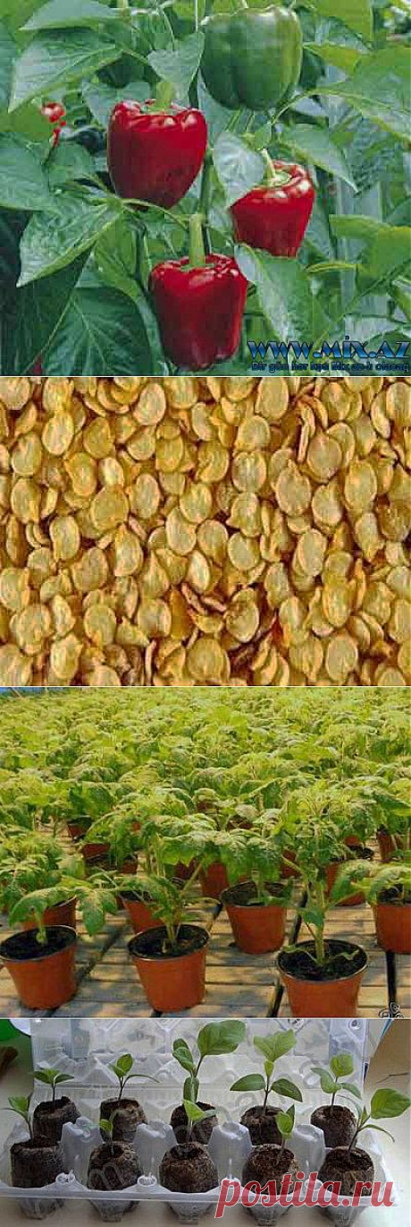 КАК ВЫРАСТИТЬ РАССАДУ В ДОМАШНИХ УСЛОВИЯХ | Самоцветик