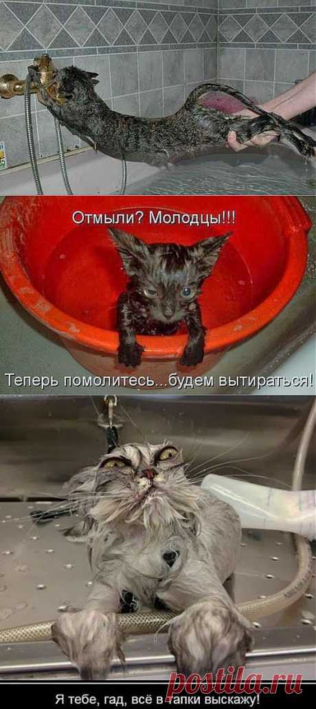 Купание кота – новый вид боевого искусства.