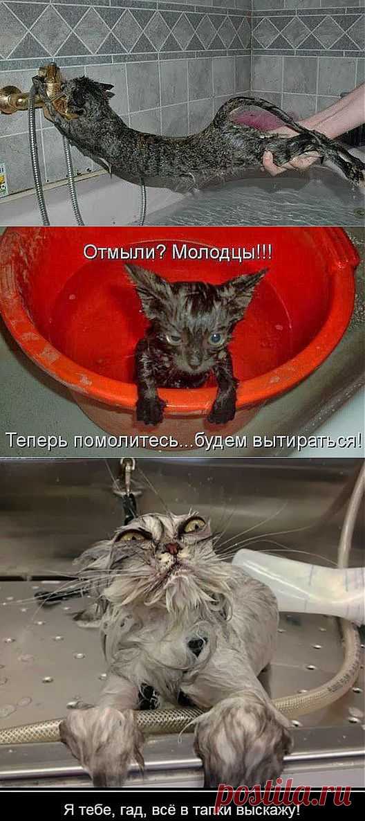 Купание кота – новый вид боевого искусства.