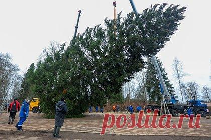 В России спилили главную новогоднюю елку