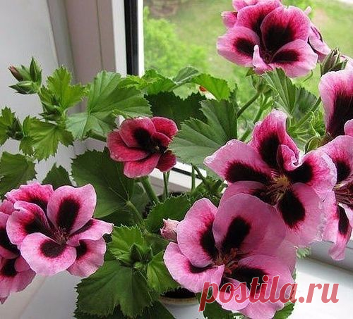 ЧТОБЫ ГЕРАНЬ ВСЕГДА РАДОВАЛА ЦВЕТЕНИЕМ, НУЖНА 1 КАПЛЯ ЙОДА