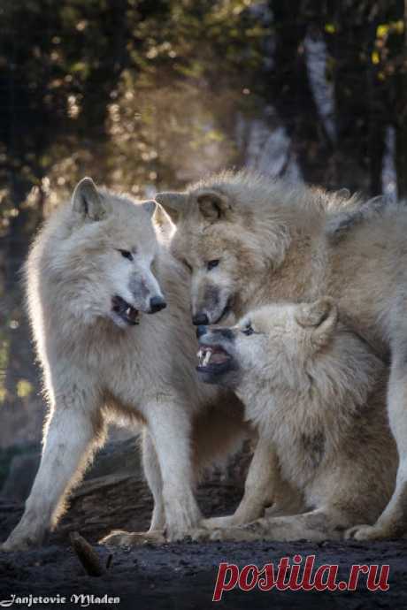 Arctic Wolf and Timber Wolf – Подборки – &quot;Google+&quot;