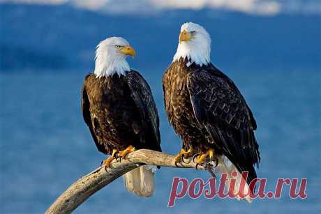Природа.