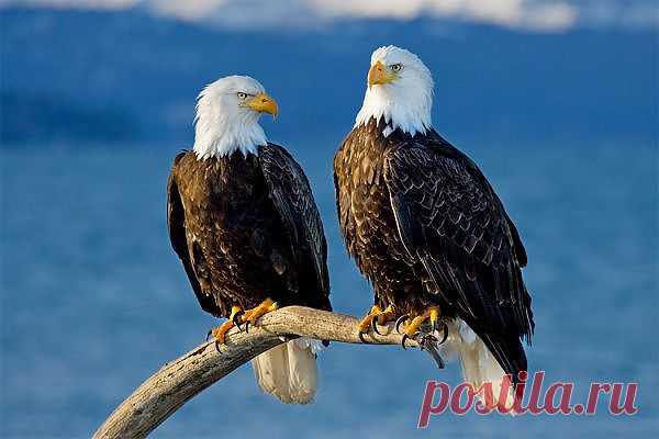 Природа.