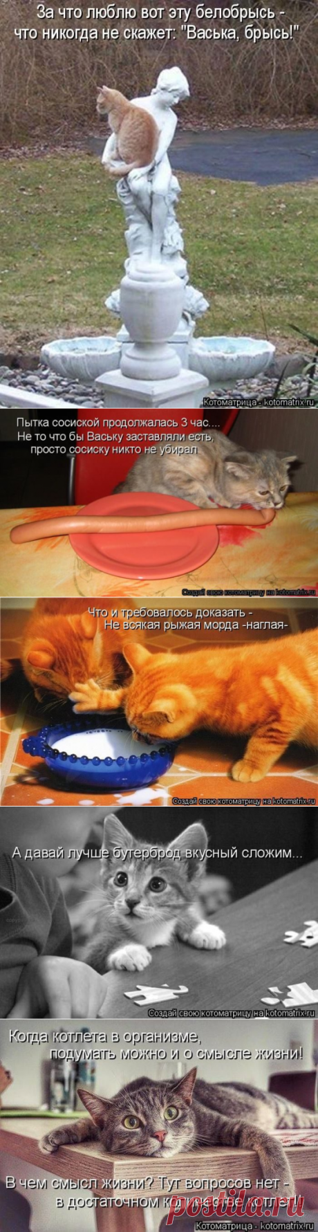Лучшие котоматрицы прошедшей недели / Питомцы