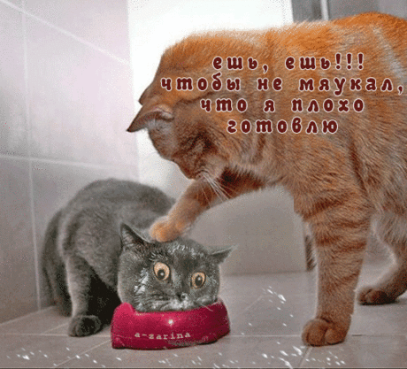 Кот обедает - анимационные картинки и gif открытки