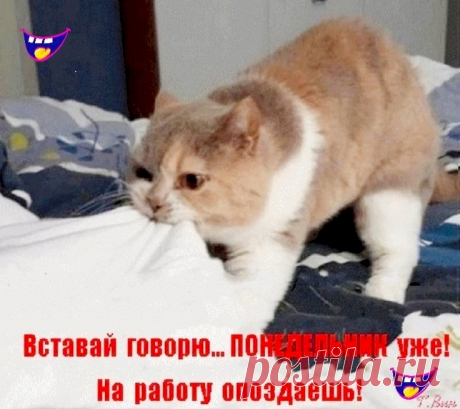 Выпуск №6201 - выпуск анекдотов сайта вокруг смеха