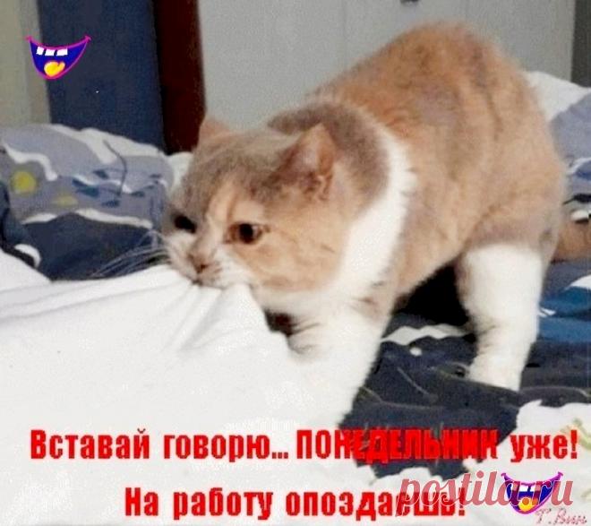 Выпуск №6201 - выпуск анекдотов сайта вокруг смеха