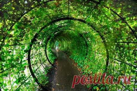 ФотоТелеграф » Сад ядовитых растений