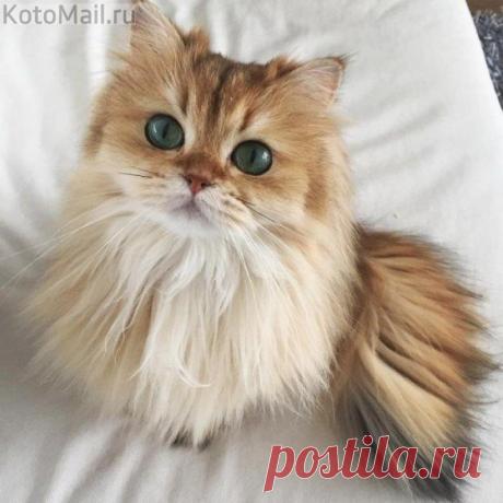 Ах, какие преданные глазки...