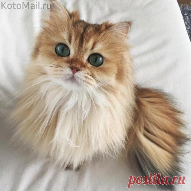 Ах, какие преданные глазки...