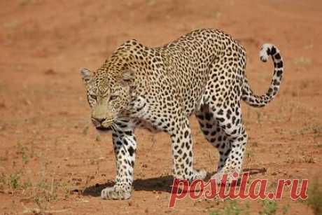 Мужчина отбился серпом от прыгнувшего на него леопарда. В индийском штате Уттаракханд мужчина, на которого напал леопард, отбился от хищника серпом. 39-летний пастух Нареш Сингх Саун встретил зверя в собственной деревне. Когда леопард выскочил из кустов и набросился на одну из его коз, он попытался отогнать его криком, но хищник бросил добычу и прыгнул на него.
