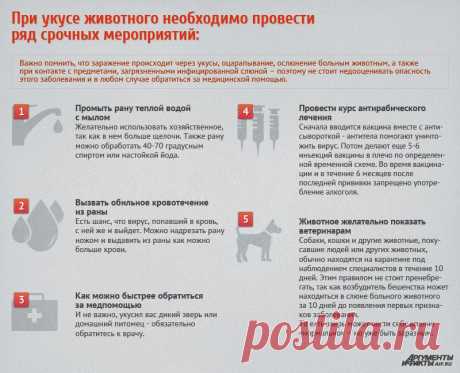 Что делать, если вас укусила собака? |