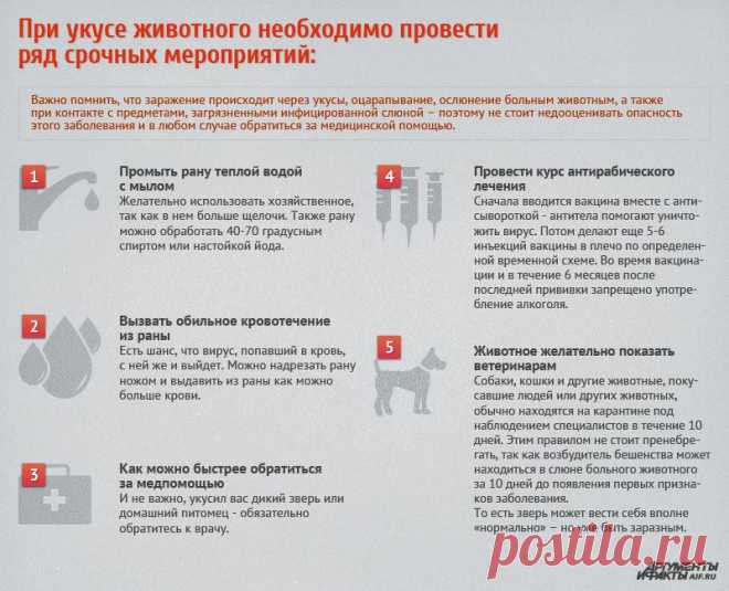 Что делать, если вас укусила собака? |