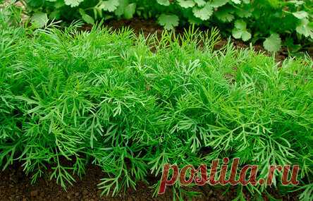 Мой метод выращивания сочного укропа без зонтика