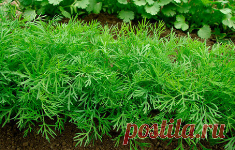 Мой метод выращивания сочного укропа без зонтика