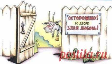 4. 30 утра. Звонок телефона:
— Алло, это общество по защите животных???
— Это кто ж тебя козла в такую рань обидел?