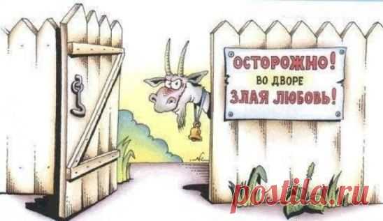 4. 30 утра. Звонок телефона:
— Алло, это общество по защите животных???
— Это кто ж тебя козла в такую рань обидел?