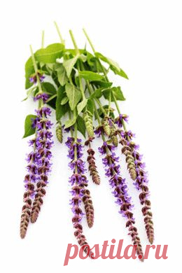 вино и водка по особым рецептам,чтобы не стареть