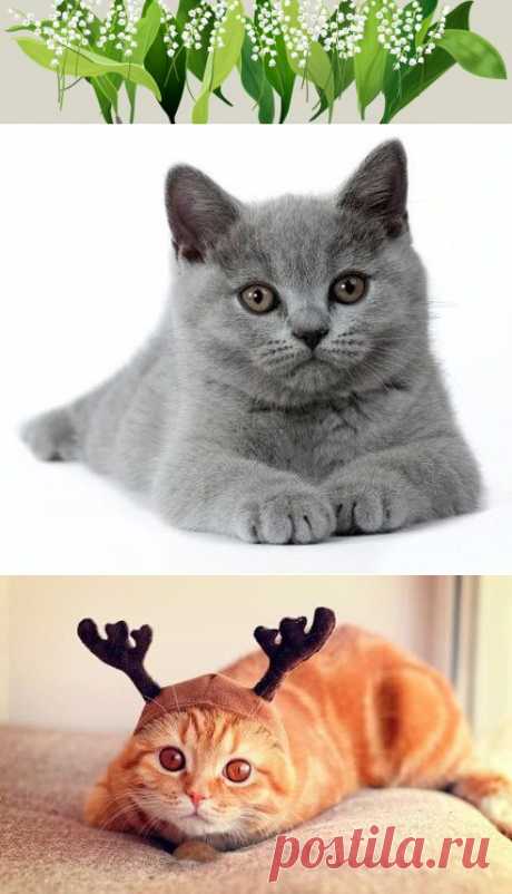 Одноклассники