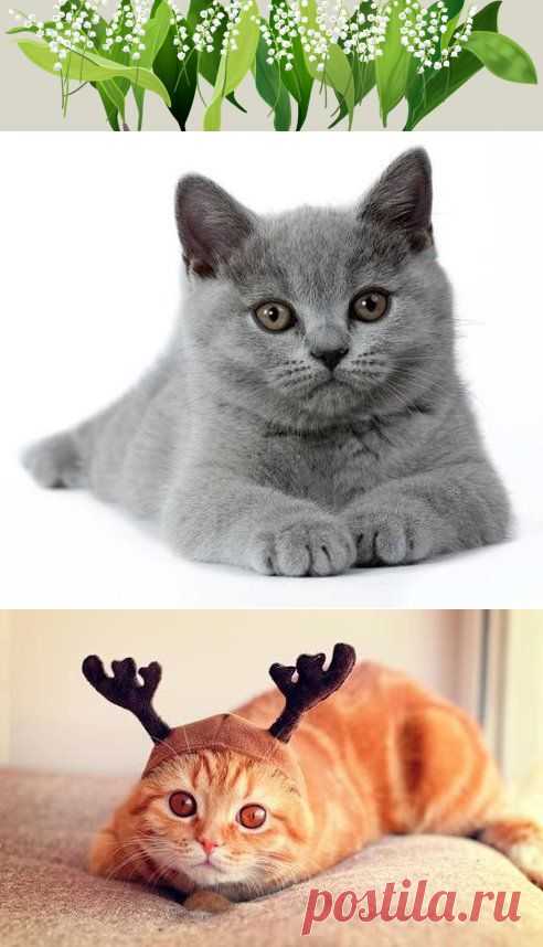 Одноклассники