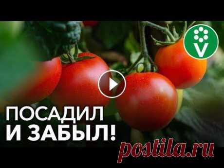 ТОМАТЫ ДЛЯ ЛЕНИВЫХ! Этот сорт не болеет, не требует пасынкования и подвязки ✿Просим поддержать наш канал купив растения в нашем интернет-магазине ✔Задать вопрос, прочитать статью, поделиться фотографиями вы можете на Один из м...