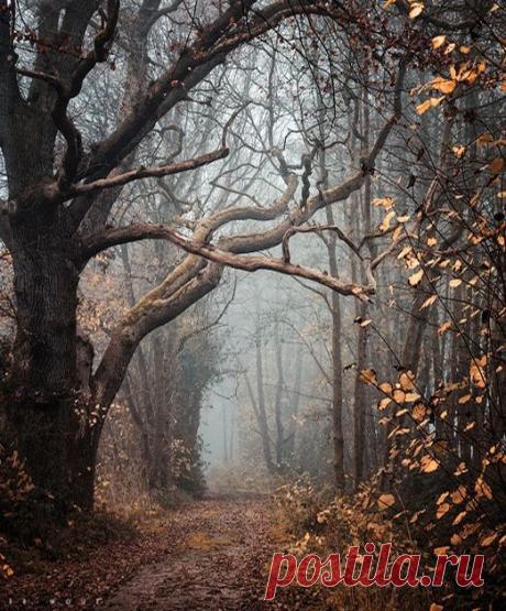 Sue Sutcliffe приколол(а) это к доске Trees &amp; woodlands
