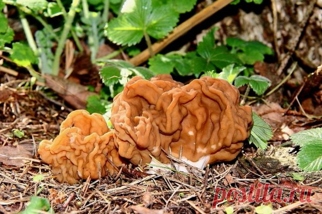 Строчок гигантский (Gyromitra gigas).