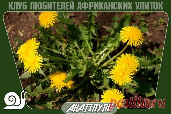 Какую траву можно давать ахатинам и заготавливать на зиму