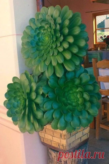 Красивый гигантский суккулент!!!!