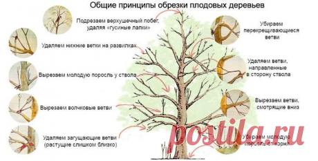 Инструкция и советы по осенней обрезке