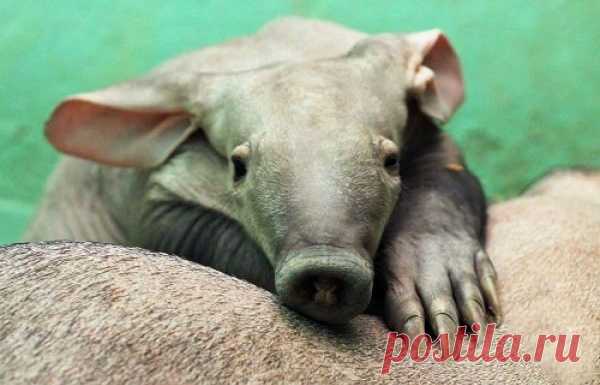 Первый в России трубкозуб, родившийся в неволе, уедет жить в чешский зоопарк