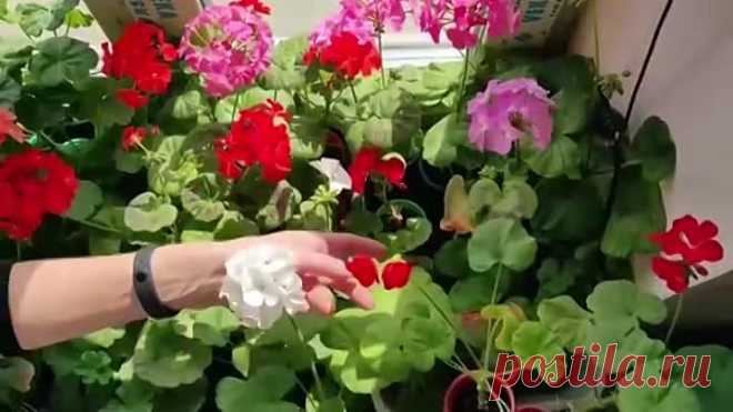 Как заставить цвести пеларгонии!