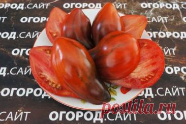 Томат Бронзовые пальчики сержанта Пеппера (Софии Сааковой), семена | ОГОРОД.сайт