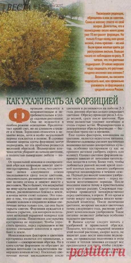 Как ухаживать за форзицией