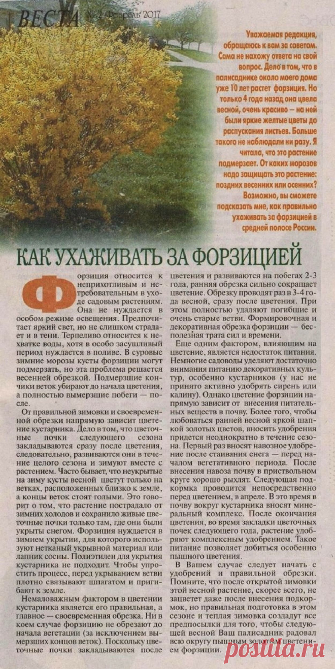 Как ухаживать за форзицией