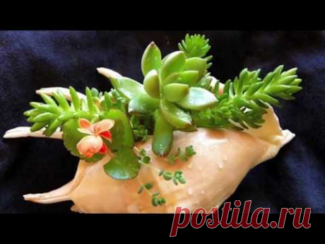 РАСТЕНИЯ В РАКУШКЕ 🌺КАКТУСЫ В РАКУШКАХ. СУККУЛЕНТЫ. АЛОЭ . #КОЛАНХОЭ #oldenburgru - YouTube